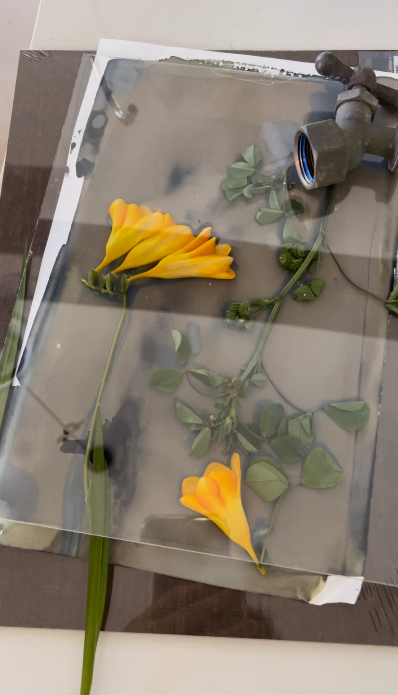 Spraying Freesia